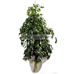 Saksıda Çiçek Siparişi FICUS BENJAMİN