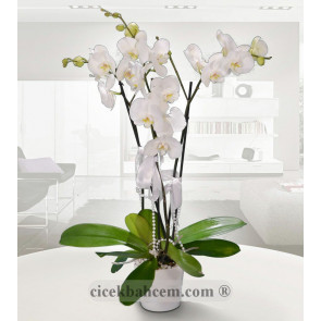 Seramik Vazo İçerisine Hazırlanmış 3 Dal Orkide Aranjmanı 