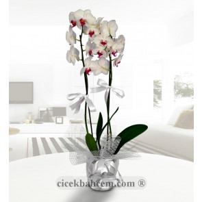 Seramik Vazo İçirisinde 2 Dal Köklü Orkide Aranjmanı