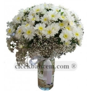 Beyaz Zarafet, Papatya (Krizantem) Çiçeği