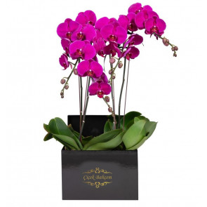 Ankara Çiçek - Kare Siyah Kutuda 4 Dal Pembe Orkide
