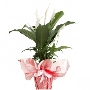 Barış Çiçeği (Spatifilyum) SAK1155