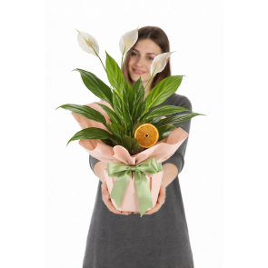 Barış Çiçeği (Spatifilyum) SAK1155