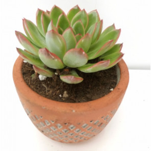 Taş Vazoda Sukulent