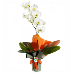 Tek Dal Beyaz Orkide