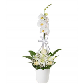 Tekli Beyaz Orkide 3 Beyaz Gül Lilyum