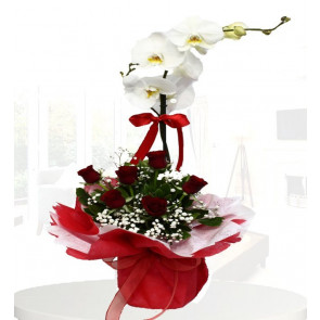 Orkide 7 Kırmızı Gül ® ORK121