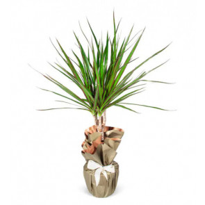 Dracena Saksı Çiçeği