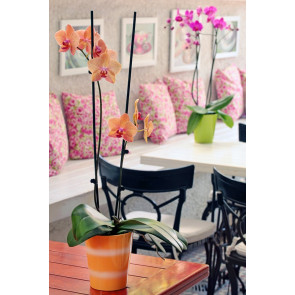 Çift Dal Turuncu, Topaz Orkide