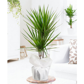 İkili Dracena Saksı Çiçeği