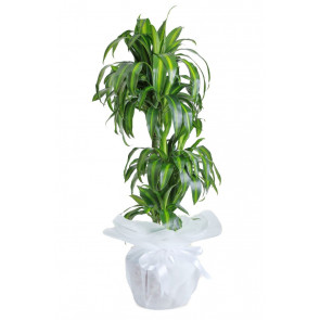 Üçlü Masengena Saksı Çiçeği