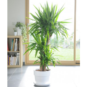 3'lü Yucca Çiçeği