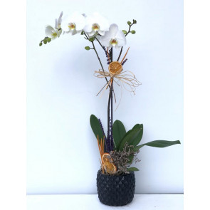 Top Quality Vibes Orchid