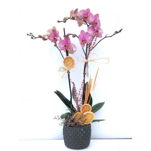 Çift Dal Pembe, Mix Orkide
