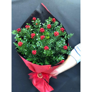 Kokina Yılbaşı Çiçeği 11 Adet