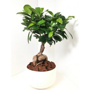 Beyaz Saksı İçerisinde Ficus Bonsai