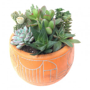 Yüksek Kaliteli Ürünler Sukullent