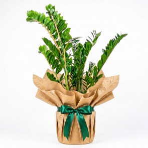 Zamia Large - Zamioculcas Zamiifolia (Salon Çamı) - Büyük Boy Özel Tasarım