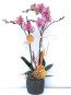 Çift Dal Pembe, Mix Orkide