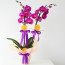 2'li Mor Orkide Fırsatı!