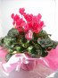 Günün İndirimi CYCLAMEN /SIKLAMEN