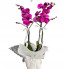 Çift dal Pembe Orkide Dekoratif Saksı