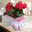 Anneler Günü Özel Begonya Çiçeği