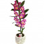 Dendrobium Orkide Kalite