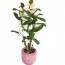 dendrobium orkide vip