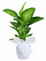 Orta Boy Dieffenbachia Tropik Saksı Çiçeği