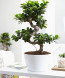 Ficus Microcarpa Bonsai Saksı Çiçeği