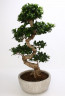 Ginseng Bonsai Saksı Çiçeği