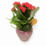 Sukulent Kalanchoe