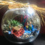 Daima Seninle Terrarium