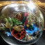 Daima Seninle Terrarium