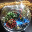 Daima Seninle Terrarium