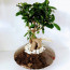 Cam Saksıda Space Ficus Bonsai