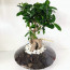 Cam Saksıda Space Ficus Bonsai