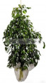 Saksıda Çiçek Siparişi FICUS BENJAMİN