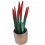 Sansevieria Özel Sakısı Çiçeği.