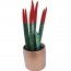 Sansevieria Özel Sakısı Çiçeği.
