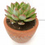 Taş Vazoda Sukulent