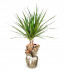 Dracena Saksı Çiçeği