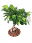 Beyaz Saksı İçerisinde Ficus Bonsai