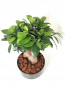 Siyah Saksıda Ficus Bonsai