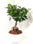Beyaz Saksı İçerisinde Ficus Bonsai