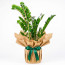 Zamia Large - Zamioculcas Zamiifolia (Salon Çamı) - Büyük Boy Özel Tasarım